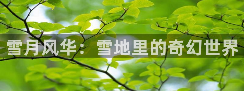 九九视频免费看精品：雪月风华：雪地里的奇幻世界